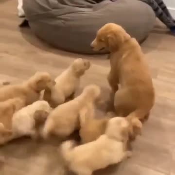 Little puppies playing with their mother at their owner's house