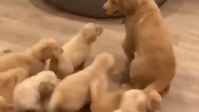 Little puppies playing with their mother at their owner's house
