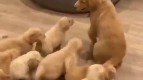 Little puppies playing with their mother at their owner's house