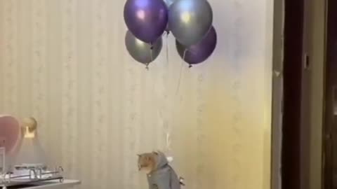 Funny cat
