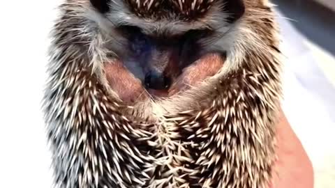 Handsome hedgehog wants to sleep