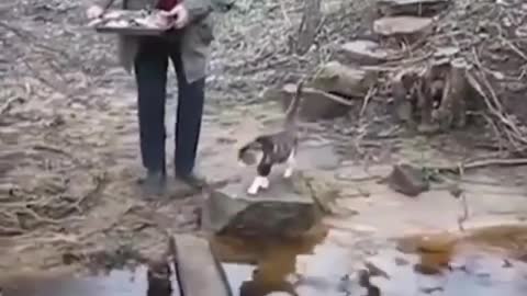 Smart Cat affraid of water