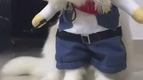 Cat reaction