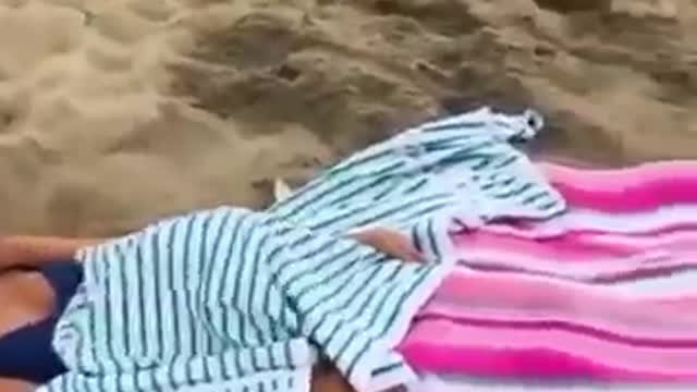 Funny cat