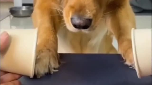 Cute Doggy Wondering What Just Happened