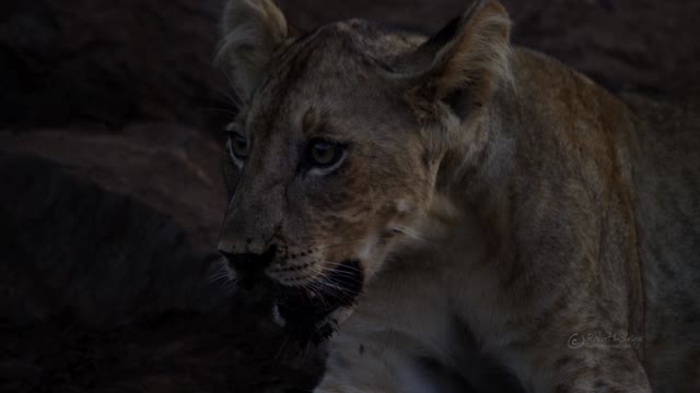 nature African Wildlife video