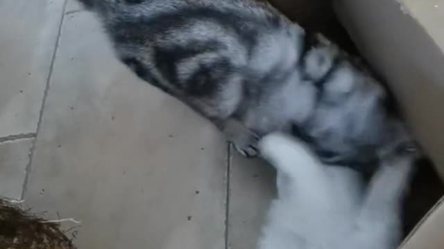 Will the owner die without the kitten