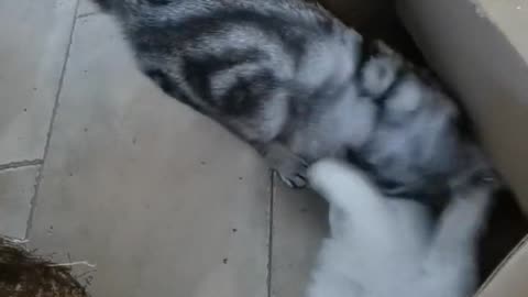 Will the owner die without the kitten