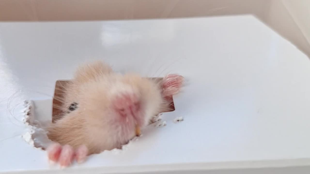 Hamster Tries to escape