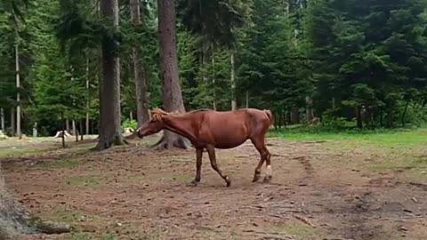 Running horses