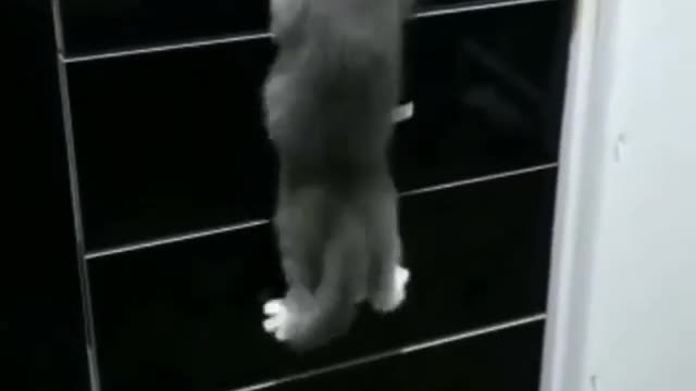 Funniest Cat Don't try to hold back Laughter 😂