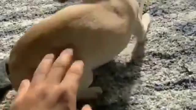 happy dog