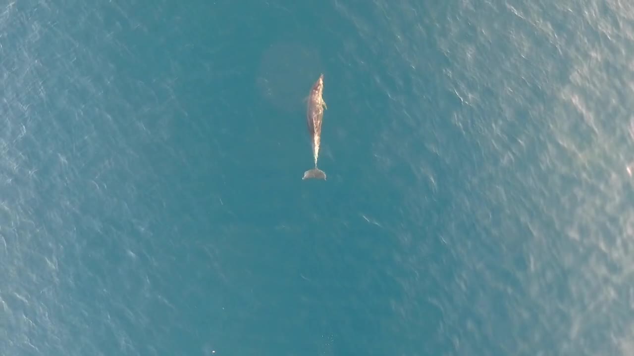 Aerial view of dolphin swimming at Adriatic sea, Croatia