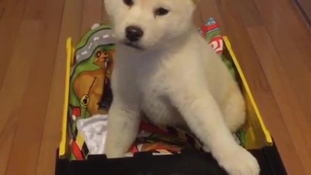 Small white dog enjoys riding in yellow toy truck