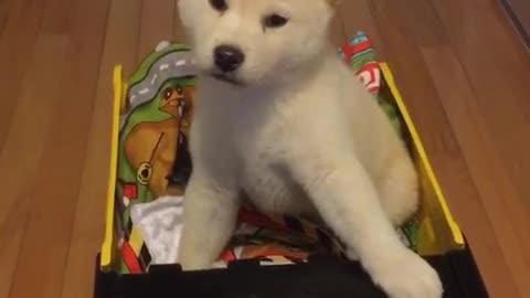 Small white dog enjoys riding in yellow toy truck