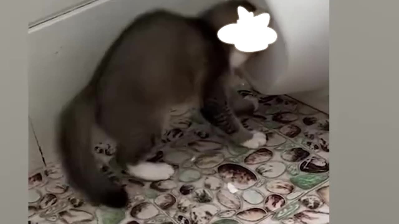 SUPER FUNNY VIDEOS! 😹 Funny ANIMALS videos 2024