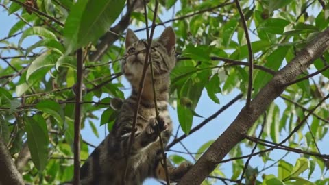 cat climbing at tree