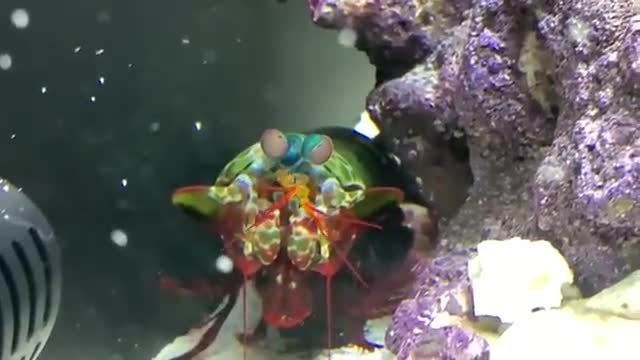 GIANT BLUE CRAB vs GIANT MANTIS SHRIMP! Epic Battle Royale