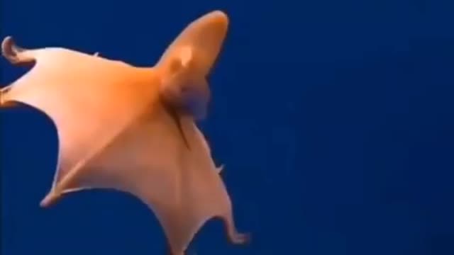 the octopus glides like a rocket