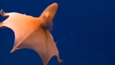 the octopus glides like a rocket