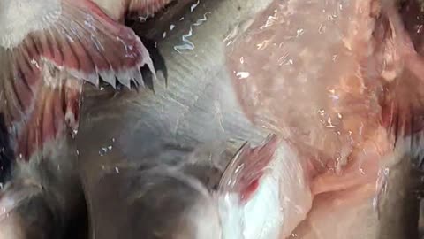 amazing big pangas fish live video in fish market#shorts