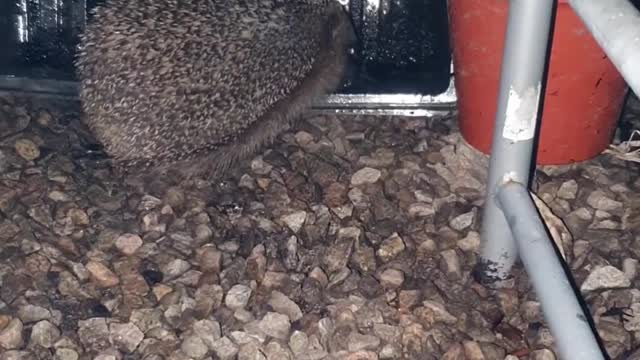 Rare footage of a wild hedgehog drinking some water trump all footage?