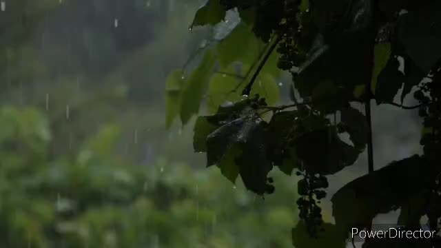 Relaxing music, Relaxing Rain sounds, Rain sounds, Relaxing sound