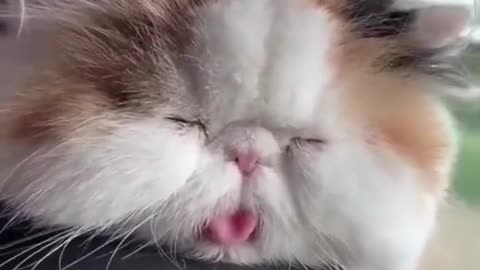 Cute cat & funny animals video.....😂🤣😂🤣😂🤣😂😍😍😍.