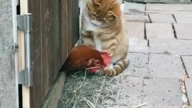 Cute & Funny Cat 🤣🤣😍