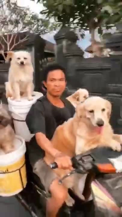 8.Overloading 🤣🤣🤣 from tiktok @cottonandoat #shorts