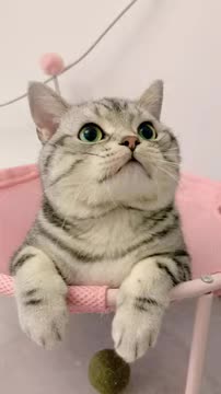 Mama Cat Takes Back Crying Kitten From