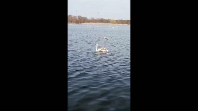 Charming Duck is moving in the lake.