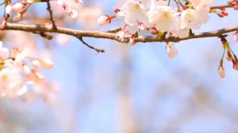 Peach blossom also quietly bloomed her pink smiling face