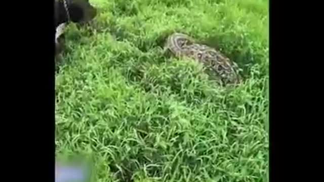 Dog vs Python