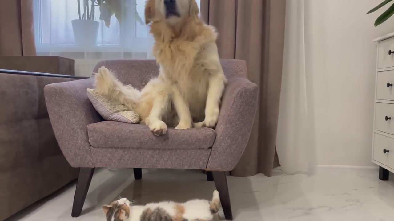 The official guide to funny cat and funny dogs