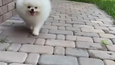 Cute dog