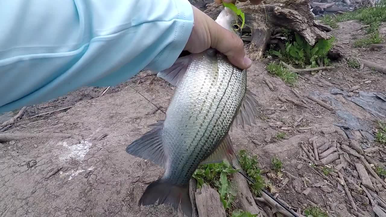 White bass Lake Belton April 2021