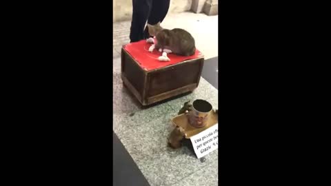 Unusual Video About The Cat And Mice