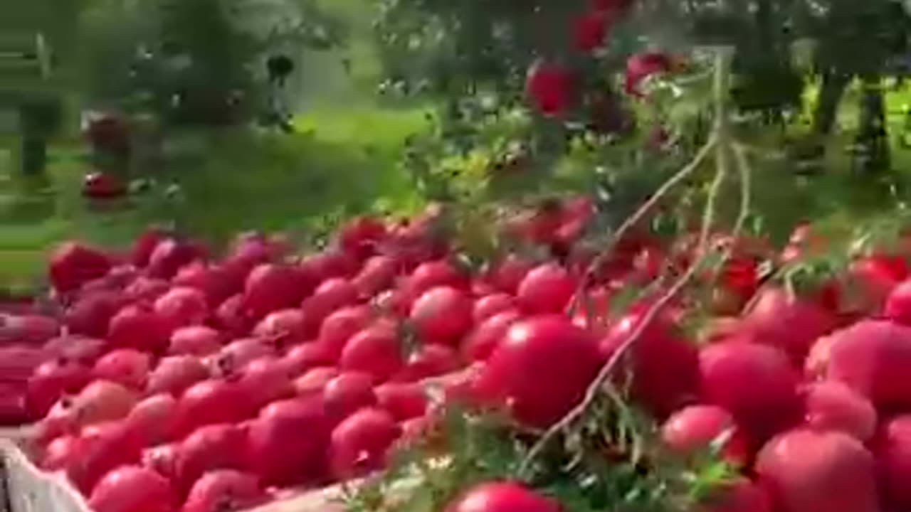 Pomegranates fruit season #farming #harvestin