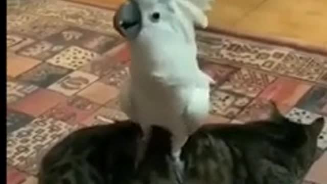 The parrot holws like a dog