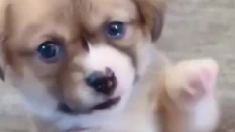 SUPER CUTE PUPPY 😍🐕 | VIRAL | #Shorts