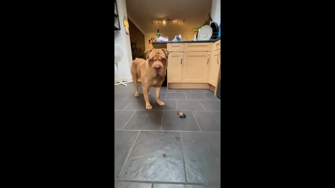 Thankful doggy does 'happy dance' before enjoying his treat