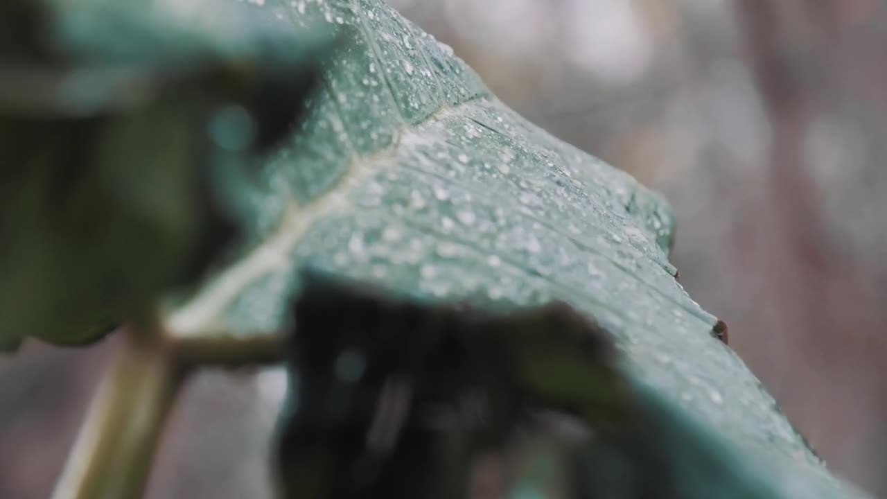 Marvel at the beautiful sound of rain