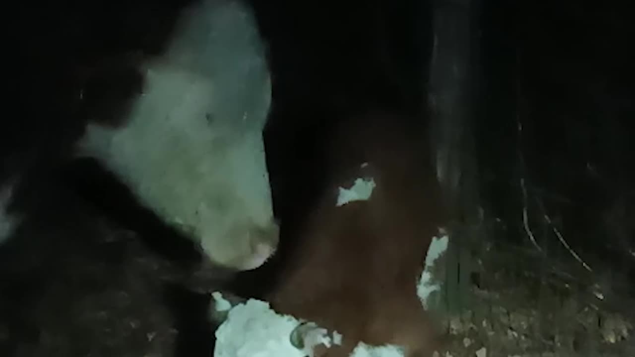 Got to Find the Newborn Calf In the Dark