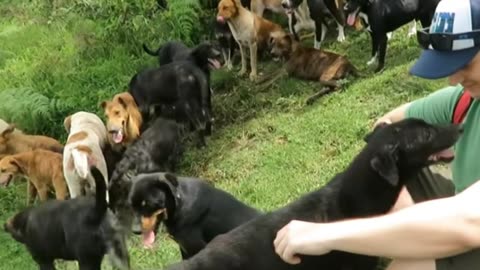 Territorio de Zaguates "Land of The Strays" Dog Rescue Ranch Sanctuary in Costa Rica