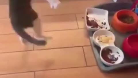 CAT IS HAPPY WITH HIS FAVORITE FOOD - FUNNY CATS AND CUTE #SHORTS