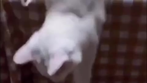 super funny cat tiktok video