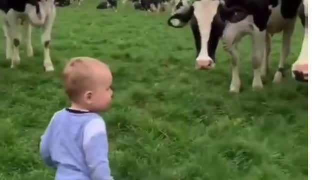 this baby is not afraid of the cows how brave