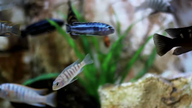 Fish inside the aquarium