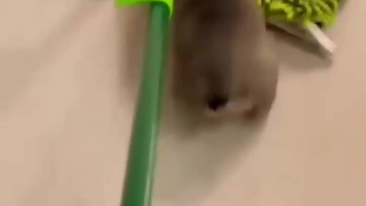 Funny Animals